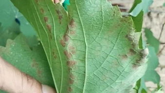 種植問題別害怕,魯虹農科有專家 北京引入生物防治法,破韭菜防蛆難題 河北南和春日花開,四好農村路 保險行業探索建立防貧新機制