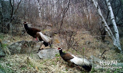 河北 加強生物多樣性保護 推動生態文明建設鳳凰網河北 鳳凰網