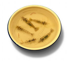 藝術家三維水生物工藝品栩栩如生