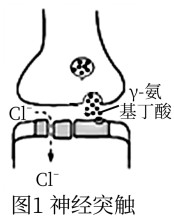河北省衡水市桃城區十四中2019-2020學年高一下學期第二次綜合測試生物試題