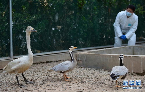 河北滄州 救助 掉隊 候鳥