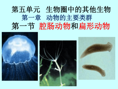 河北省承德市平泉縣第四中學(xué)(人教版)八年級(jí)上冊(cè)生物課件:1-1腔腸動(dòng)物和扁形動(dòng)物(共21張PPT)